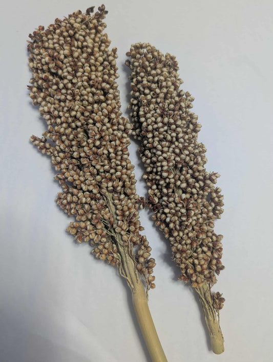 Bucatstate White Sorghum